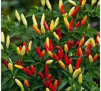 SEMI PEPERONCINO TABASCO+ GUIDA COLTIVAZIONE