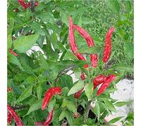 Semi Peperoncino Thai Dragon