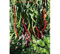 SEMI PEPERONCINO-THUNDER MOUNTAIN LONG HORN+ GUIDA ALLA COLTIVAZIONE
