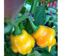 SEMI PEPERONCINO-TRINIDAD PERFUME-+ GUIDA ALLA COLTIVAZIONE