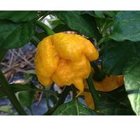 SEMI PEPERONCINO TRINIDAD SCORPION MORUGA YELLOW+ GUIDA COLTIVAZIONE