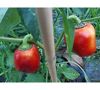 SEMI PEPERONE DI CAPRIGLIO-NOVITA'!!!!-