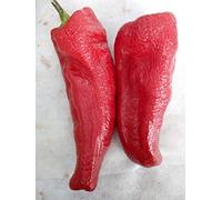 SEMI PEPERONE DI SENISE