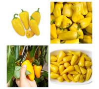 Semi Peperone Giallo Snack 20pz - Peperone Dolce, Altamente Digeribile, Coltivazione Facile per Orto, Balcone e Vaso