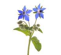 Semi per Api - Semi di Borragine 1 kg - Sementi Mellifere per Api e Apicoltura - Fiori Blu Ricchi di Nettare - Pianta Aromatica Annuale