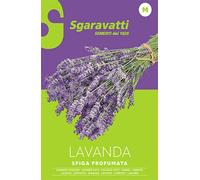 Semi per Ortaggi e Vegetali Lavanda Spiga Sgaravatti 20 Pezzi