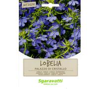 Semi per Prato Universale Lobelia Palazzo di Cristallo Sgaravatti 20 Pezzi