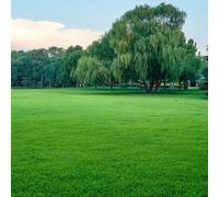 Semi per prato - varietà antiche, rare per i luoghi soleggiati copertura del terreno resistenti resistenti giardini rocciosi ornamentale balcone Semi 1000pcs