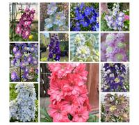 semi perenni di delphinium, pietra resistenti, giardino esotiche,450pcs