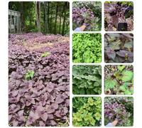 Semi perilla shiso - resistente inverno balcone resistente giardino all'aperto letto elevato balcone 420pcs