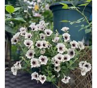 semi petunie arbusto di farfalle balcone letti elevati estivi primavera riverdimento tetti giardino interni decorazione sala soggiorno tagliati giardino 100pcs