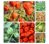 semi physalis di ufficio ornamentali giardino 550pcs