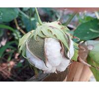 SEMI PIANTA DEL COTONE-Gossypium spp.-