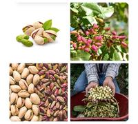 Semi pianta del Pistacchio Premium, Ricchi di Vitamine, Non OGM pistachio plant seeds