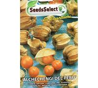 Semi Pianta Officinale Alchechengi del Perù Busta Termosaldata Lanterna Cinese
