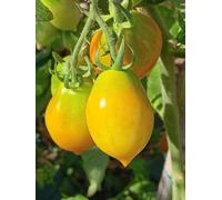 SEMI PIENNOLO GIALLO