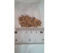 Semi Pino, Pinus thunbergii Semi, ti insegnano come far crescere, 50 particelle/bag