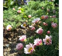 Semi Piretro Cinerariifolium - giardino interno Copertura resistente giardino ombra, resistente silvestre balcone 350pcs