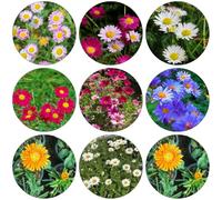 Semi Piretro Cinerariifolium - per interni esotici decorazioni giardino esterni primavera giardino ombra, resistenti 400pcs