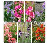 semi pisello dolce interno balcone giardino piselli odorosi pisello odoroso rampicante 2000pcs