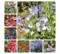 semi pisello dolce serre balcone interno giardino di al coperto rampicante primaverili balcone primavera 350pcs