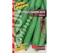 Semi Pisello rampicante Aldeman 200 g