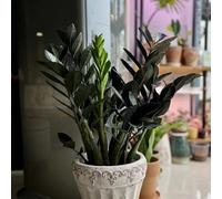 semi piume portafortuna decorazione balcone con letti elevati di ufficio giardino del balcone resistenti per giardini rocce serra perenne resistenti 20pcs