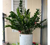 semi piume portafortuna letto elevato riverdimento tetti decorazione balcone resistenti balcone letti elevati resistenti giardino rocce Letti 20pcs