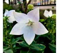 semi Platycodon grandiflorus - d'appartamento esotiche giardino che amano l'ombra, 600pcs