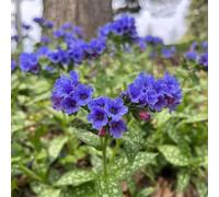 semi polmonari giardino dei semi balcone resistenti letti elevati per giardino resistenti per il, del balcone 150pcs