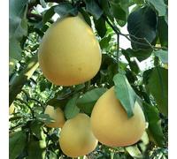 semi Pomelo resistenti vaso vaso per resistenti esterno tetti verdi giardino balcone interno per ufficio Aiuole rialzate il 200pcs