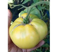 SEMI POMODORO-3 VARIETA BISTECCA-GREAT WHITE..PICCADILLY Seeds ONLY