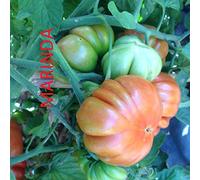 SEMI POMODORO 4 VARIETA'-MARINDA-MARMANDE-PERINO GIALLO-PIENNOLO