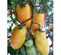 SEMI POMODORO BANANA LEGS