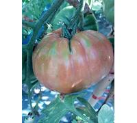 SEMI POMODORO BISTECCA