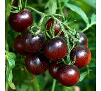 Semi Pomodoro Black Cherry - 70 Semi Selezionati | Pomodorini Neri Dolci e Succosi | Alta Germinazione | Ideale per Orto, Vaso e Serra | Varietà Gourmet Ricca di Antiossidanti charry