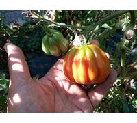 SEMI POMODORO CANESTRINO DI LUCCA