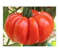 SEMI POMODORO COSTOLUTO FIORENTINO