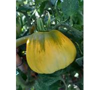 SEMI POMODORO CUORE DI BUE-3 VARIETA' DI COLORE- ROSSO -GIALLO-NERO