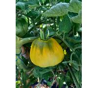 Semi Pomodoro Cuore di Bue Giallo - 20 Semi - Produzione 2024 - Varietà Gialla del Classico Cuore di Bue - Pianta Molto Produttiva