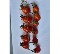 Semi Pomodoro Datterino Datored Novita Seeds ONLY