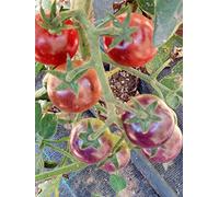 SEMI POMODORO INDIGO ROSE