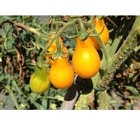 SEMI POMODORO perino