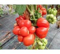 SEMI POMODORO REISETOMATE