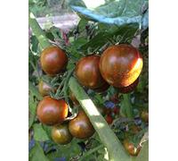 SEMI POMODORO SUN CHOCOLAT