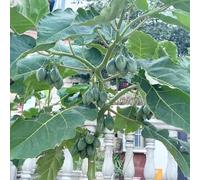semi pomodoro tamarillo balcone rialzato letto giardino ornamentali tetti verdi balcone resistenti colonnari 420pcs