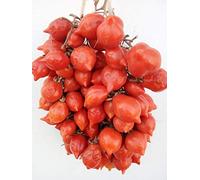 SEMI POMODORO ZEBRINO+SPUNZILLO VESUVIANO ROSSO+PIENNOLO GIALLO++PERINO GIALLO