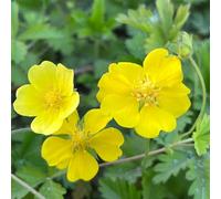 semi Potentilla anserina esotiche per interni balcone aiuola di rigenerazione tegole giardino interno primavera serra balcone tagliati 225 pezzi