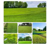 semi prato Zoysia - vaso di copertura terreno giardino interno tetti verdi resistenti balcone rialzato letto 10000pcs