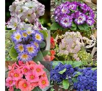 semi primula Le di balcone sono perenni resistenti selvatici resistenti che coprono il terreno semi di prato 10pcs